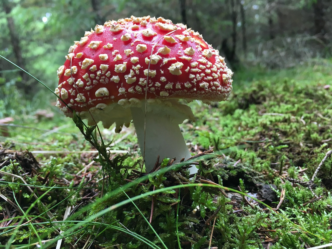 fungus toadstool nature free photo