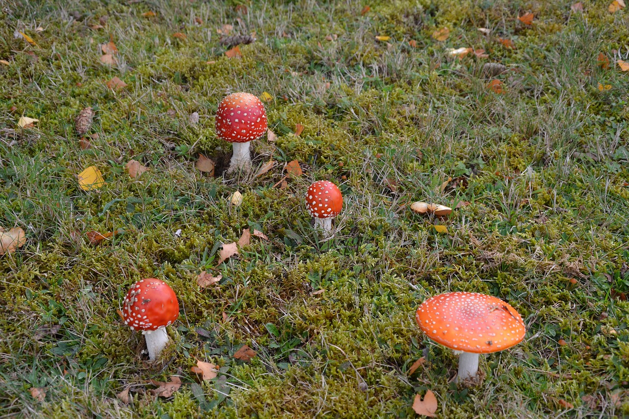 fungus grass nature free photo