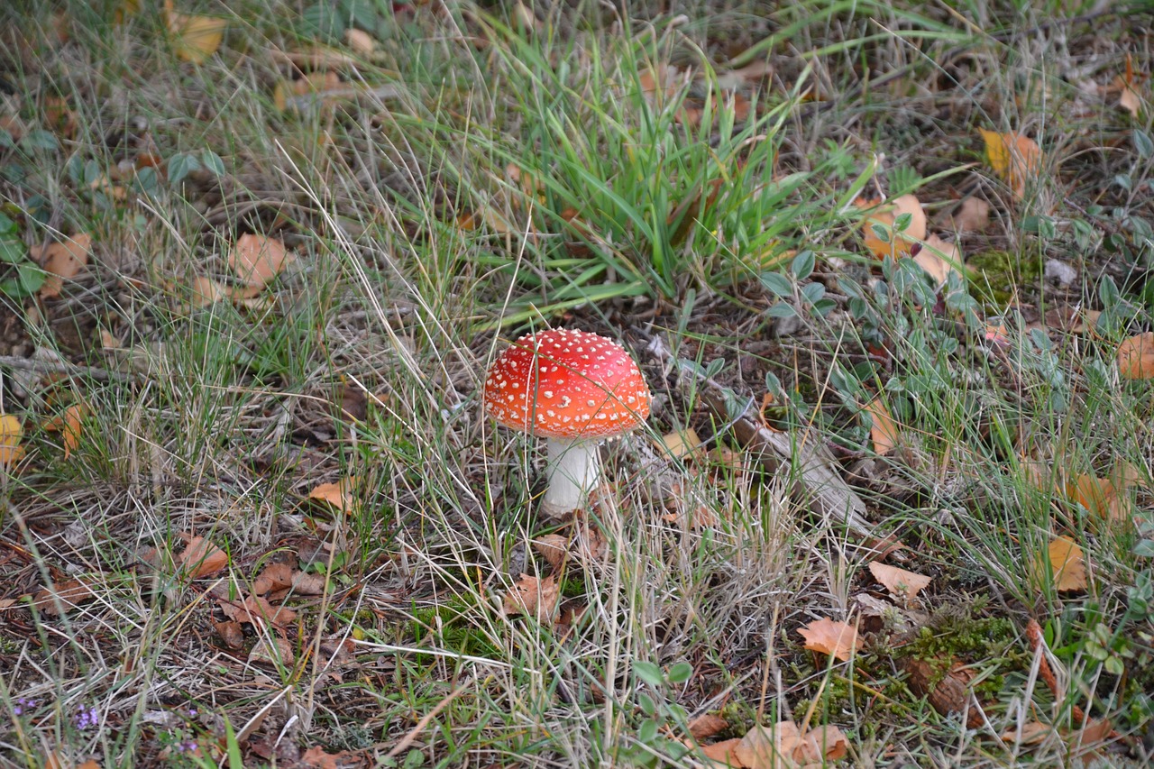 fungus grass nature free photo