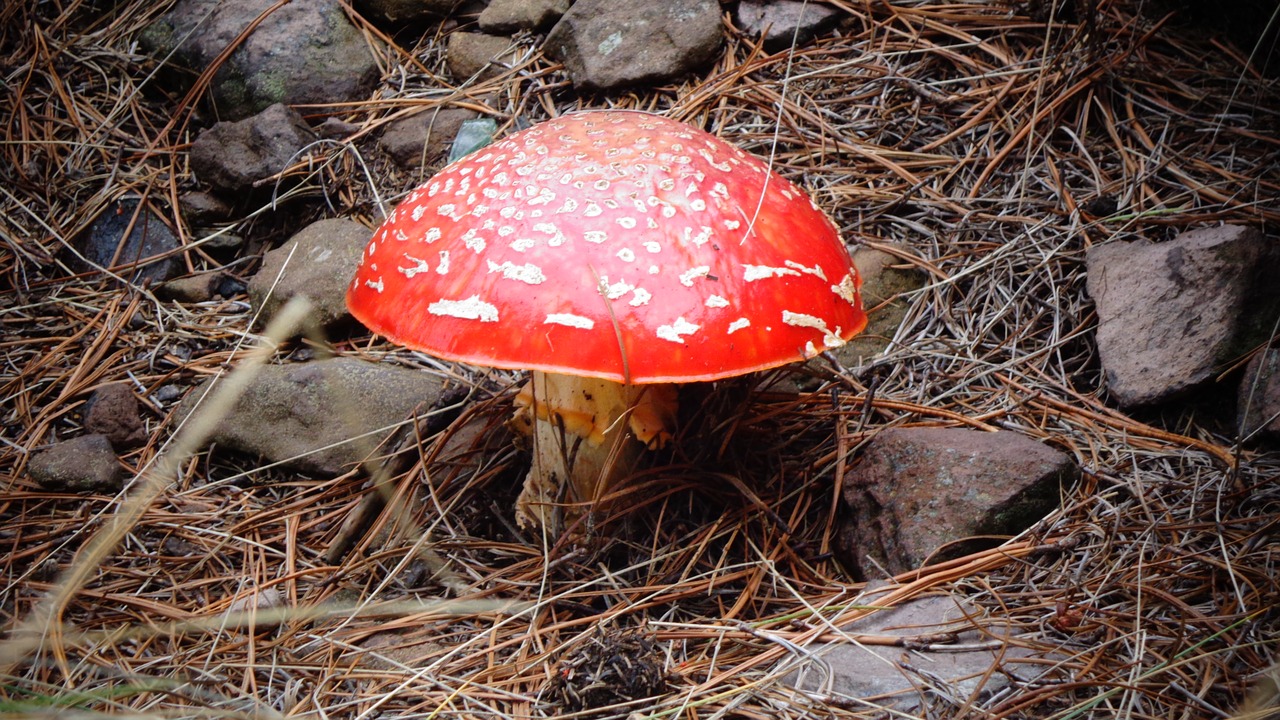 fungus mushroom nature free photo