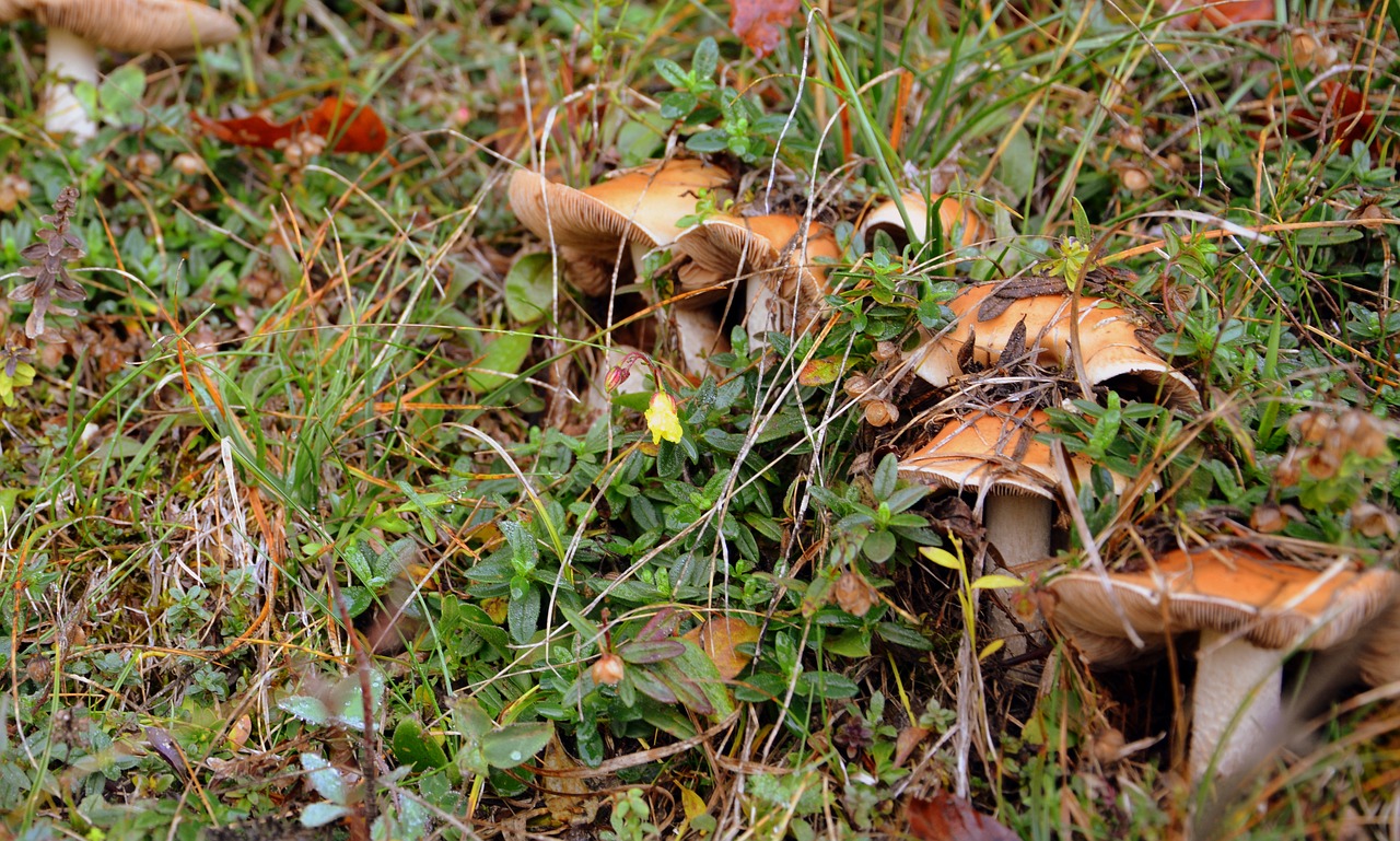 fungus prato grass free photo