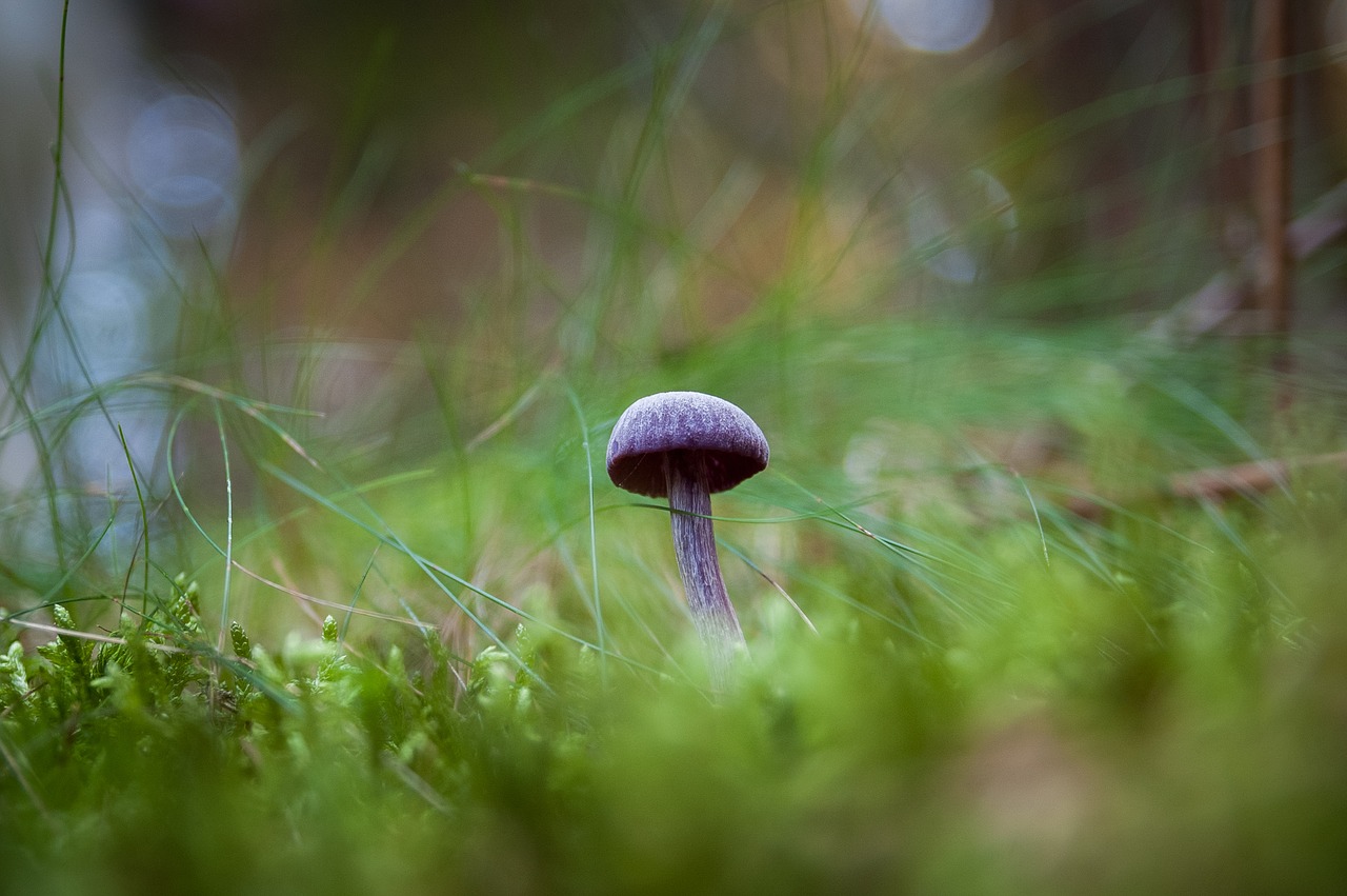 fungus nature forest free photo