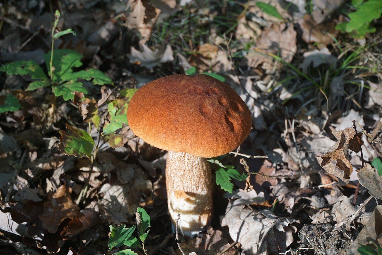 fungus boletus cep free photo