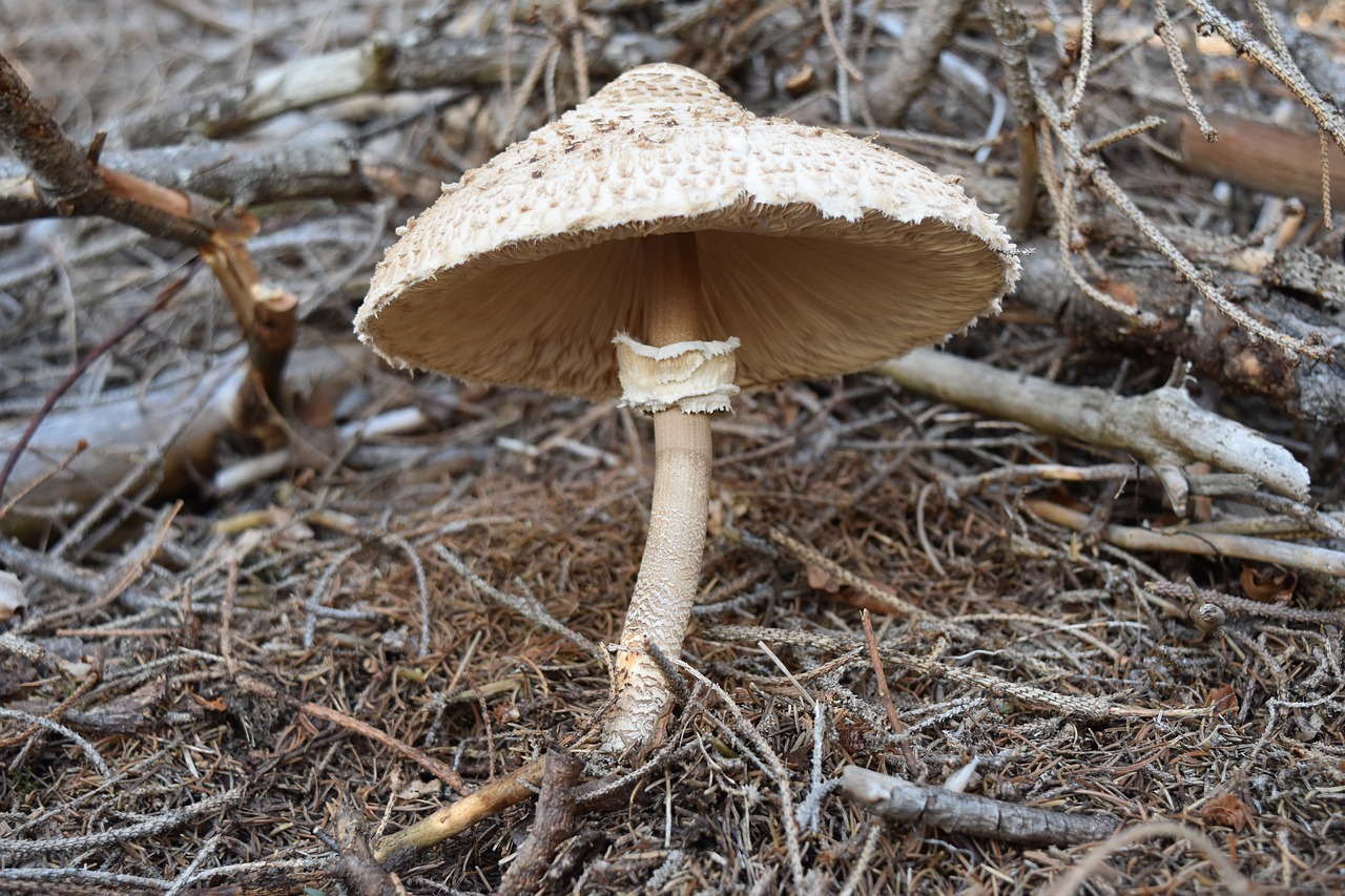 fungus autumn mushrooms free photo