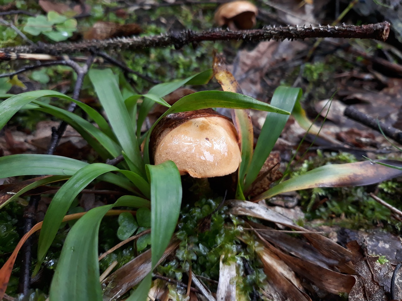 fungus grass forest free photo