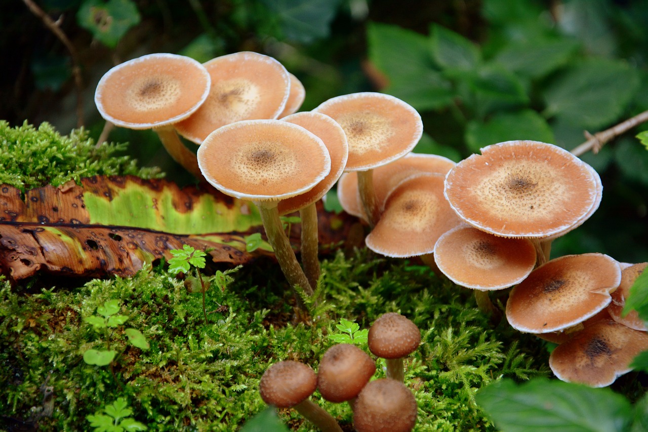 fungus forest leaves free photo