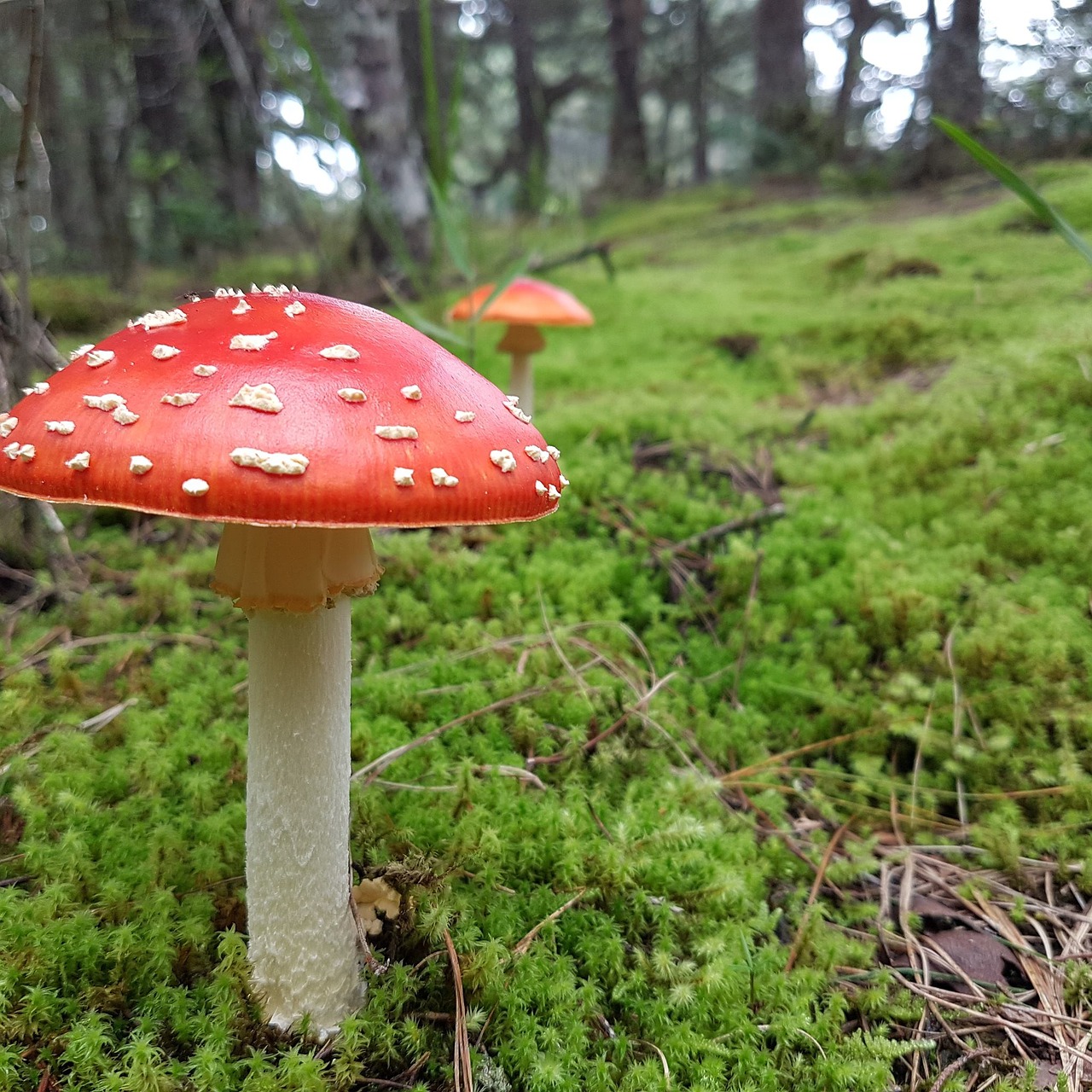 fungus moss forest free photo