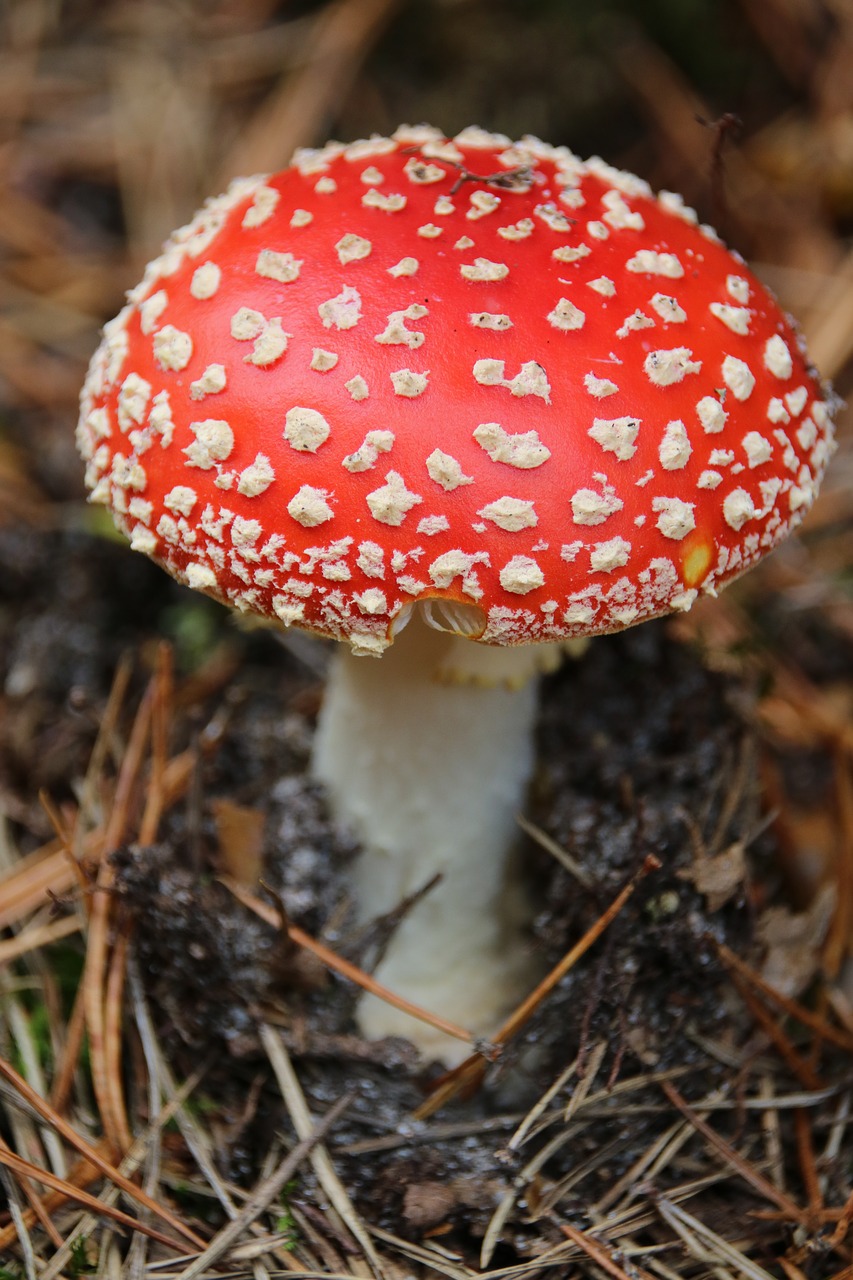 fungus red nature free photo