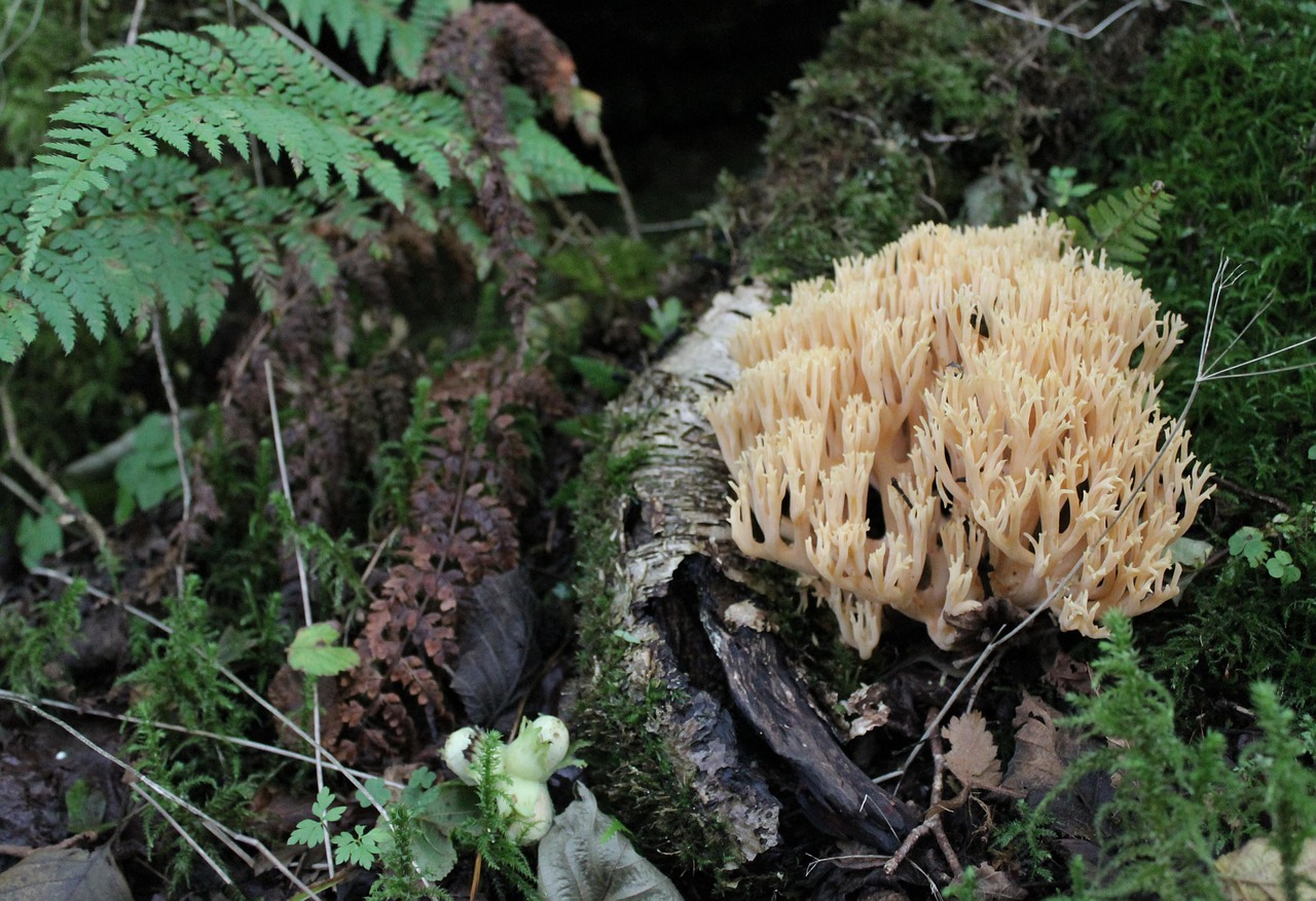 fungus mushroom fern free photo