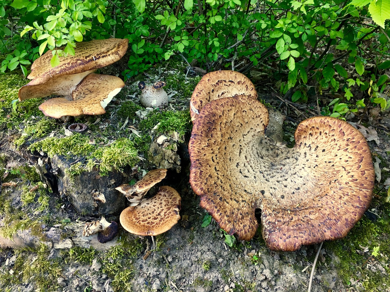 fungus mushroom boletus free photo