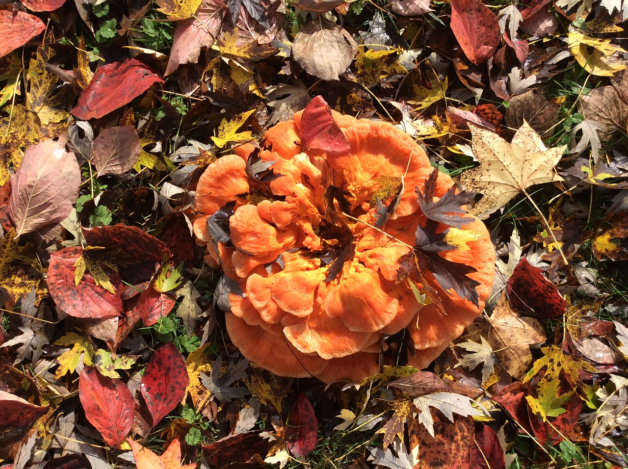 fungus fall autumn free photo