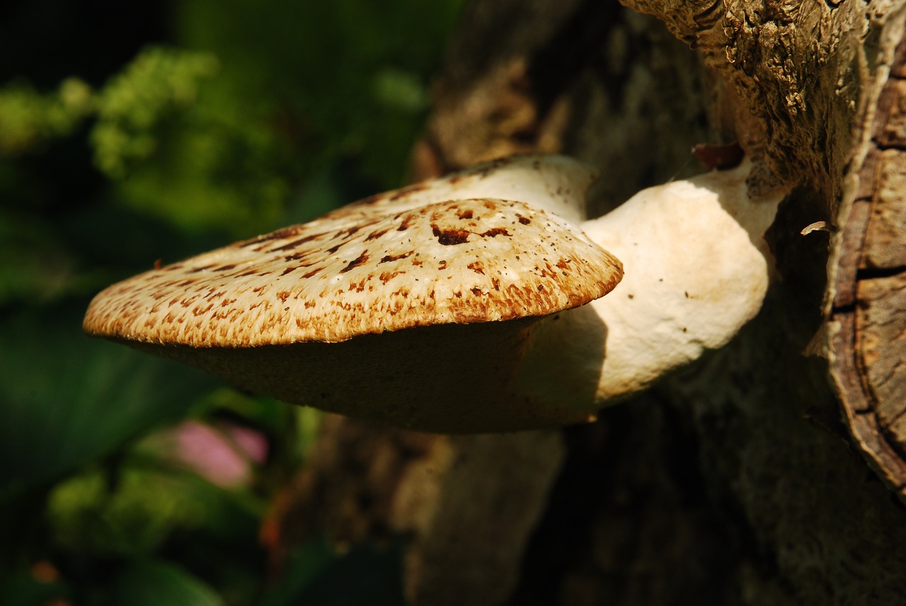 fungus nature undergrowth free photo