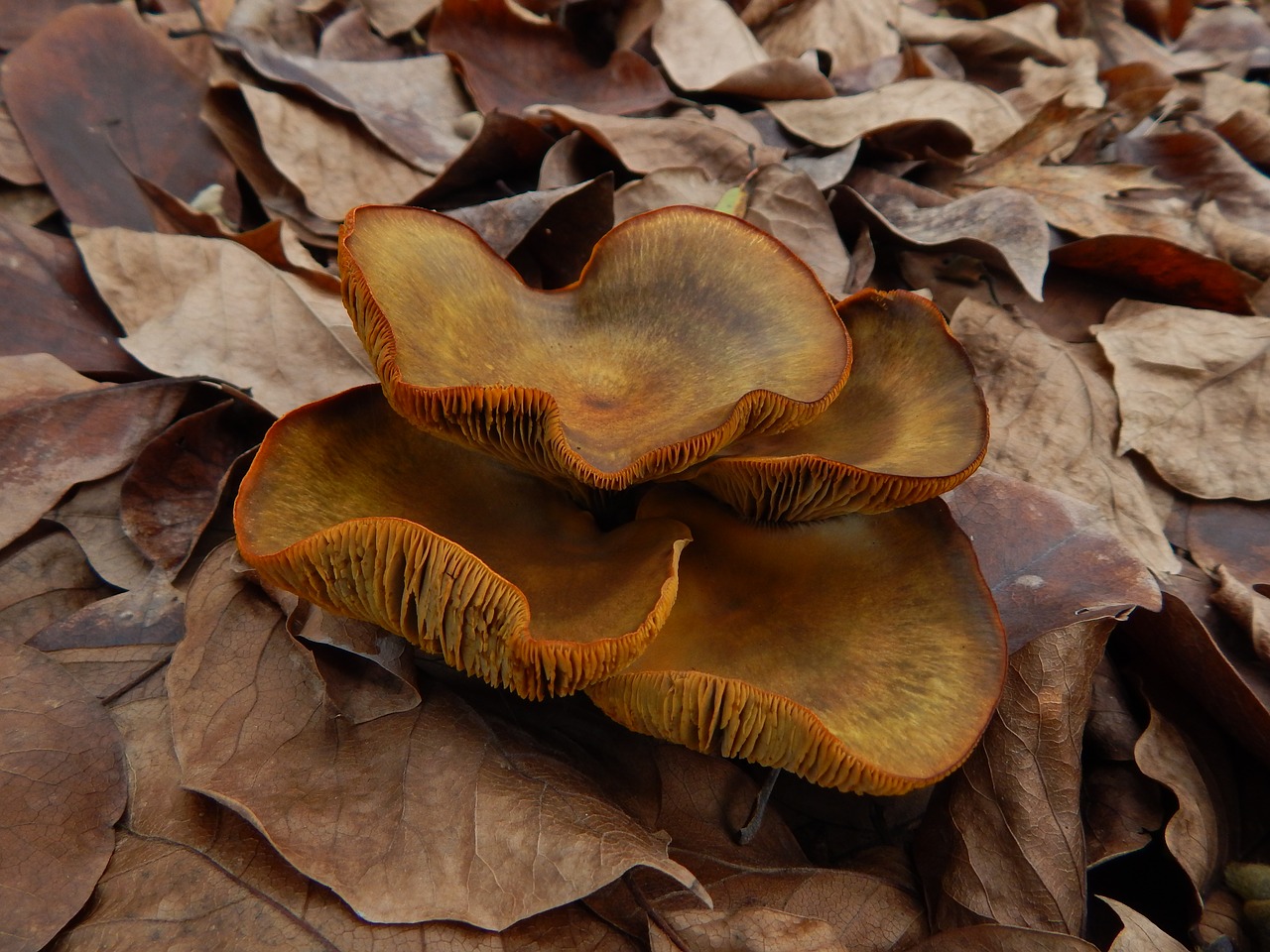 fungus mushroom forest free photo