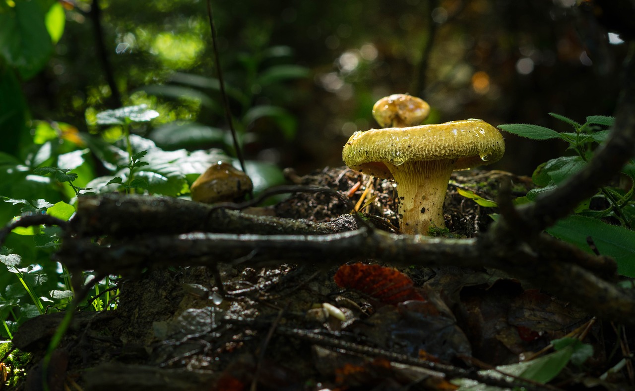 fungus mushroom nature free photo