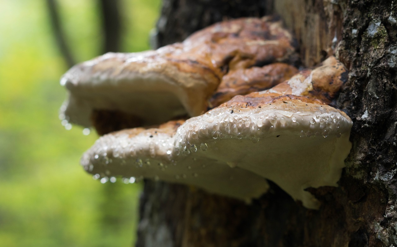 fungus mushroom nature free photo