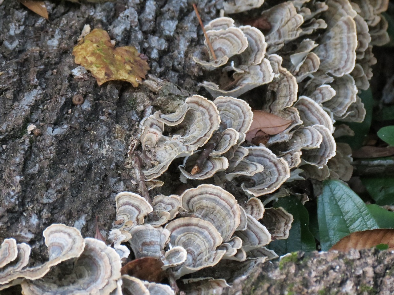 fungus nature wood free photo