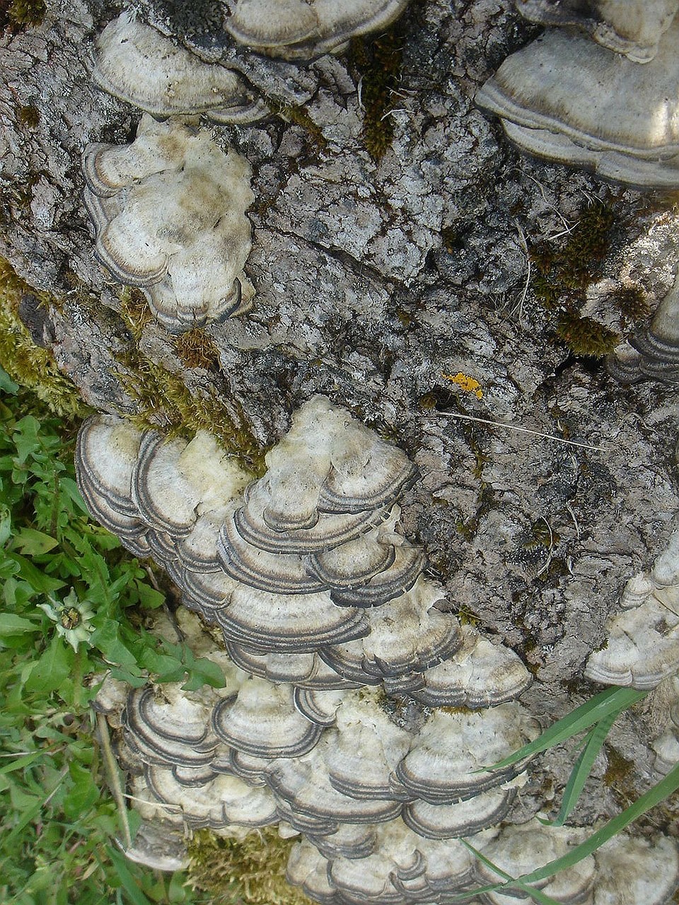 fungus stump polypore free photo
