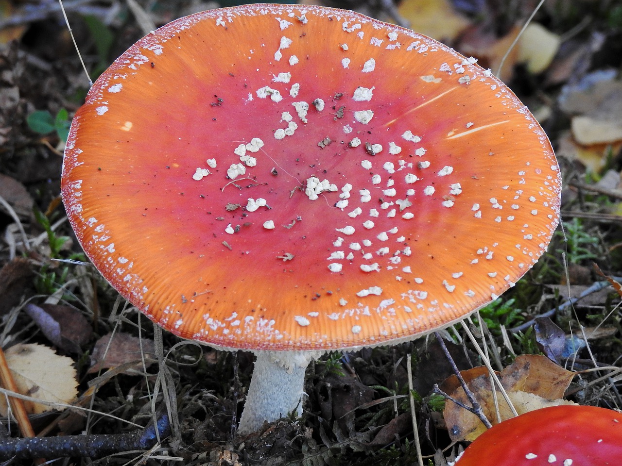 fungus wood outdoor free photo