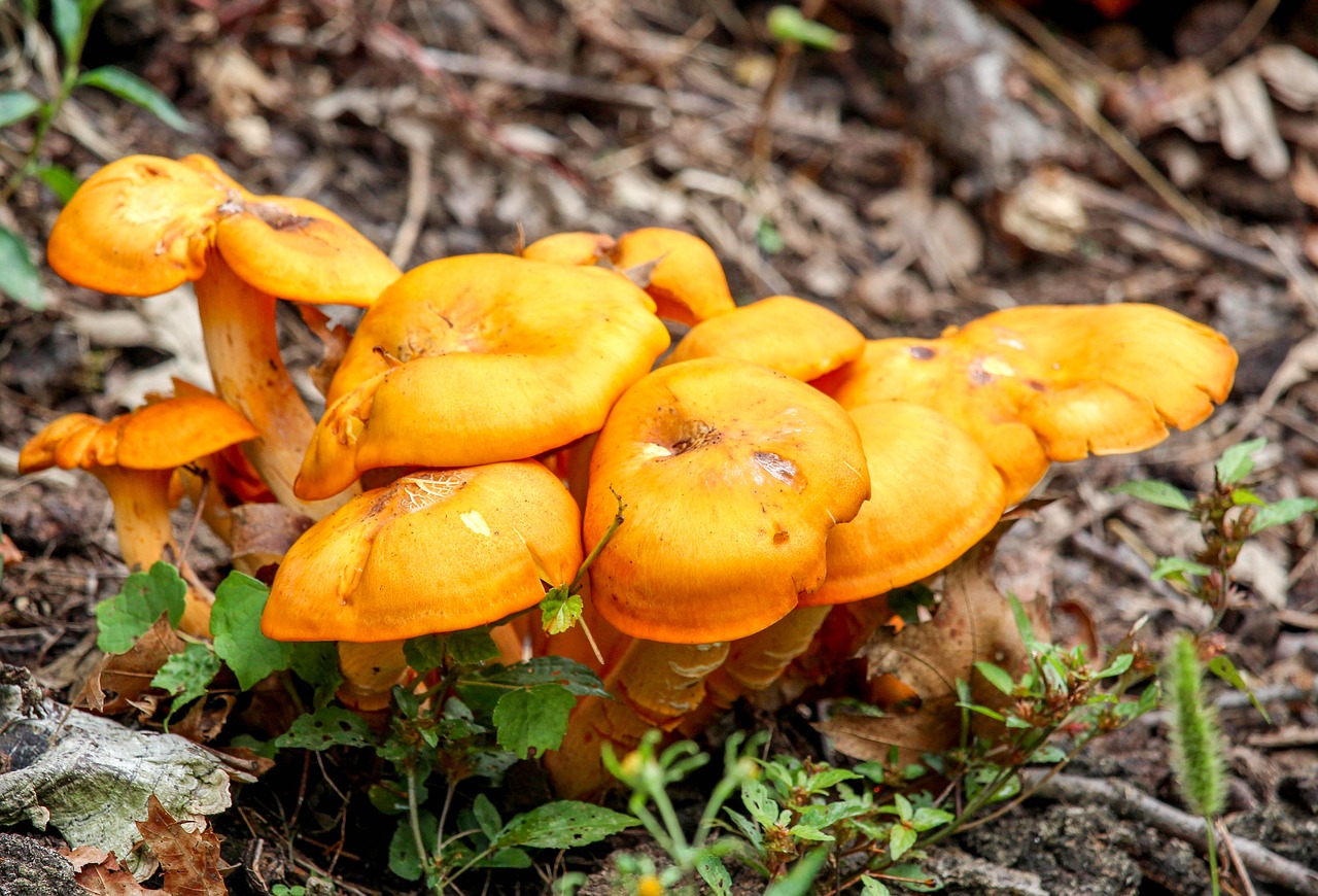 fungus fall mushroom free photo