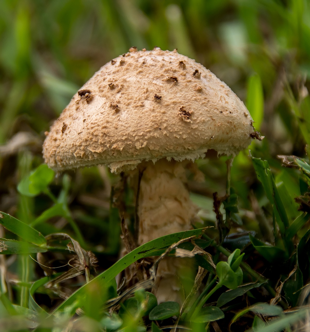 fungus mushroom toadstool free photo