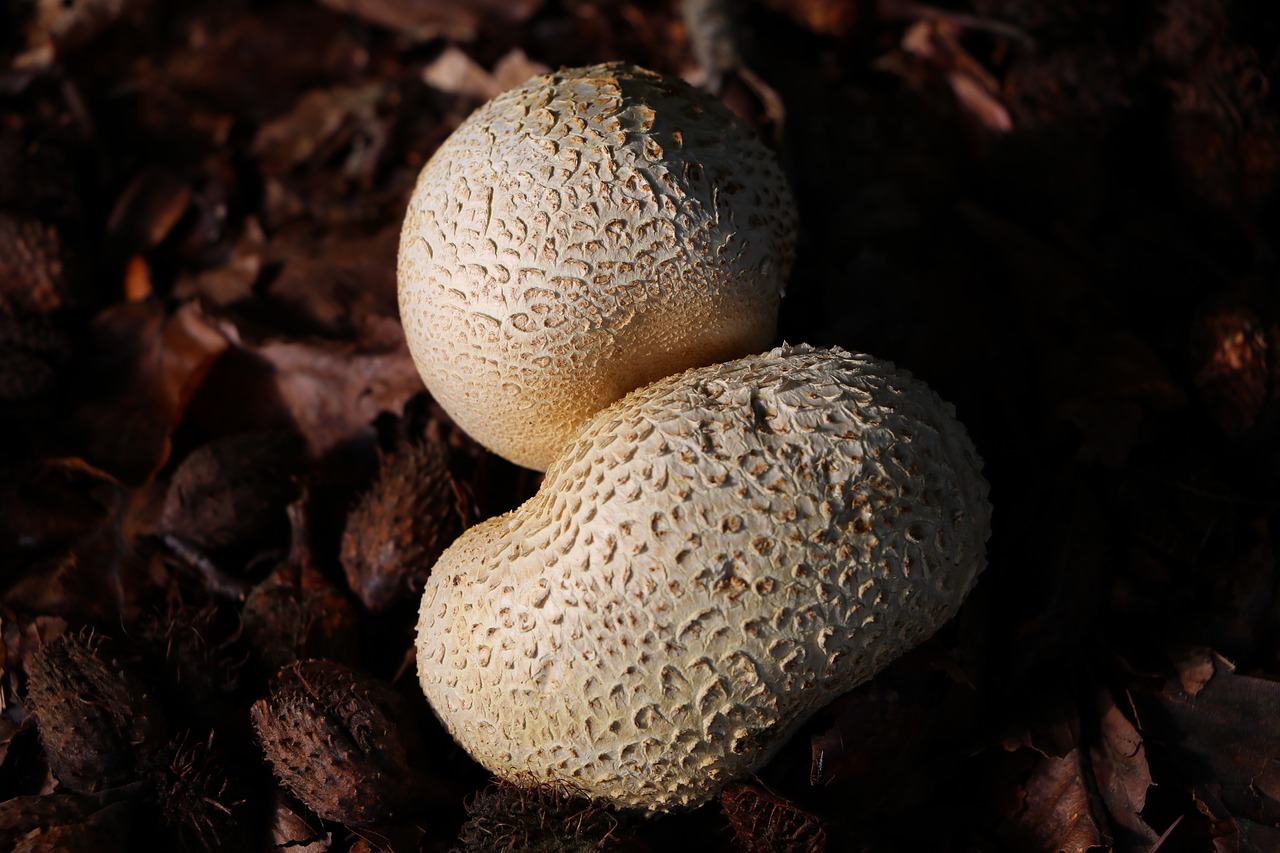 fungus  mushroom  nature free photo