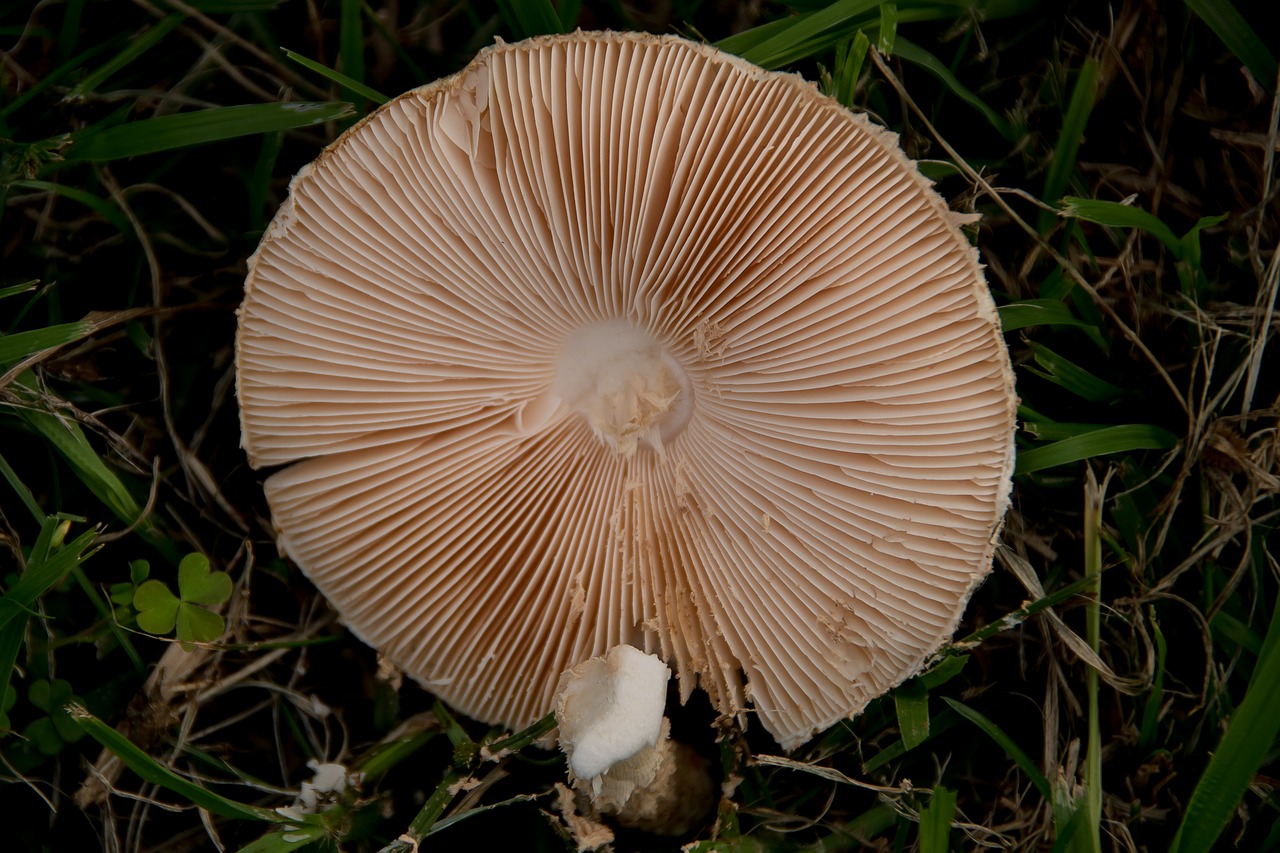 fungus  mushroom  toadstool free photo