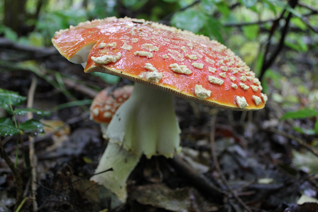 fungus  nature  mushroom free photo