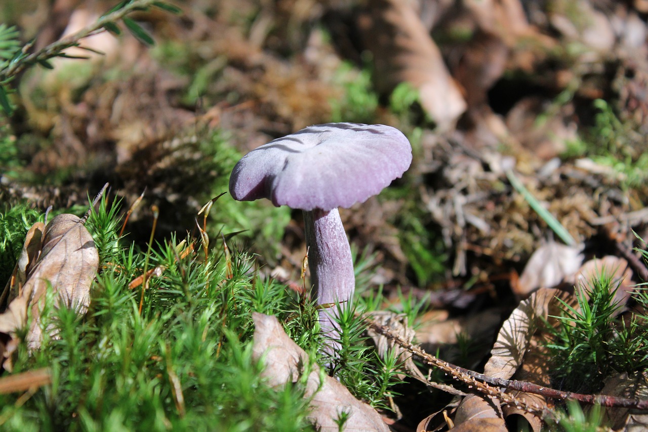 fungus  nature  mushroom free photo