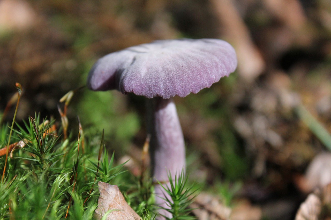 fungus  nature  mushroom free photo