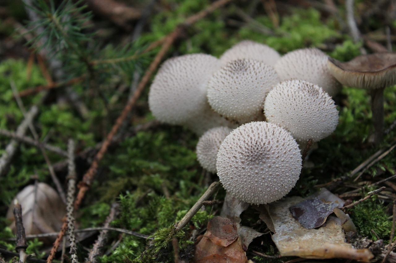 fungus  nature  mushroom free photo