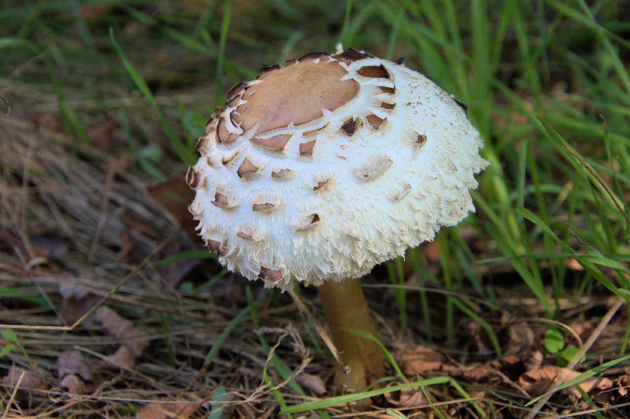 fungus  nature free pictures free photo