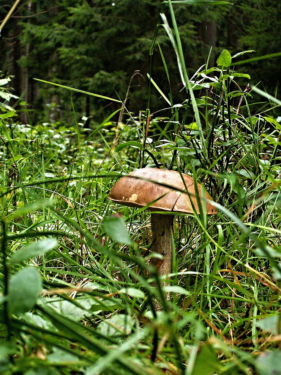 fungus brown cap boletus grass free photo