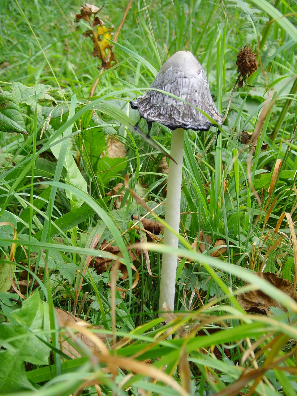 fungus  rain  nature free photo