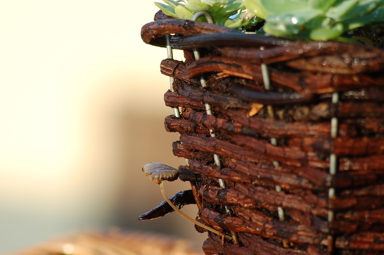 fungus  mushrooms  nature free photo