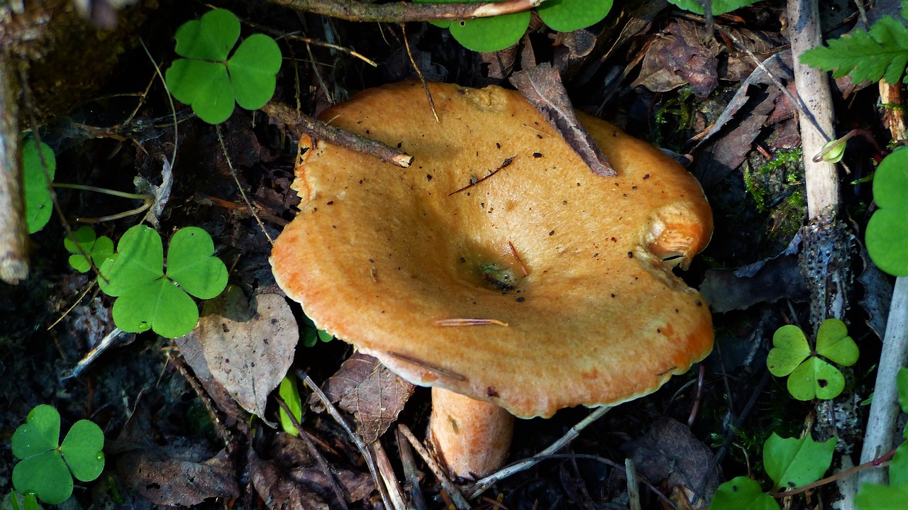 fungus  forest  nature free photo