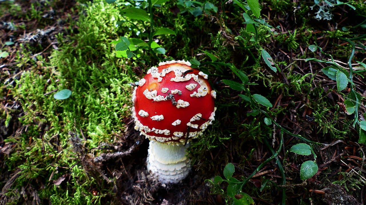 fungus  forest  nature free photo