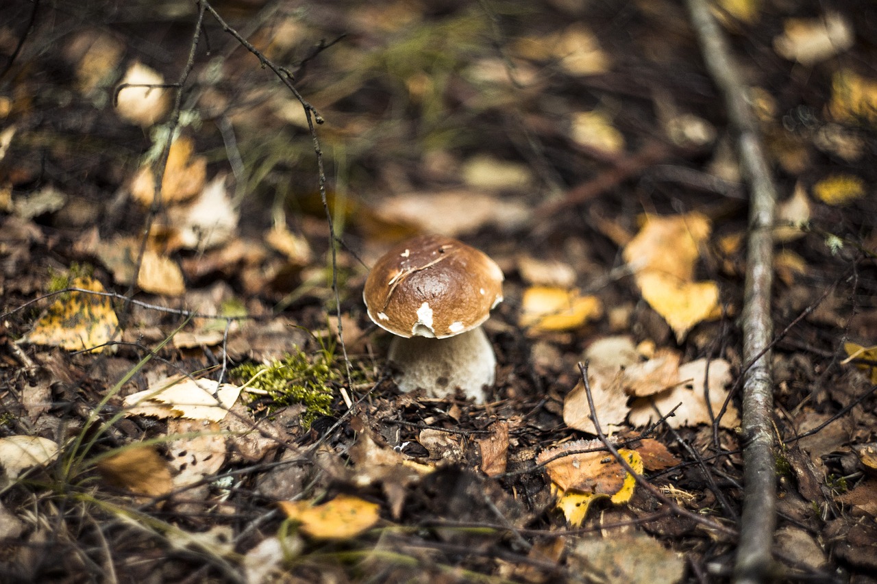 fungus  forest  day free photo