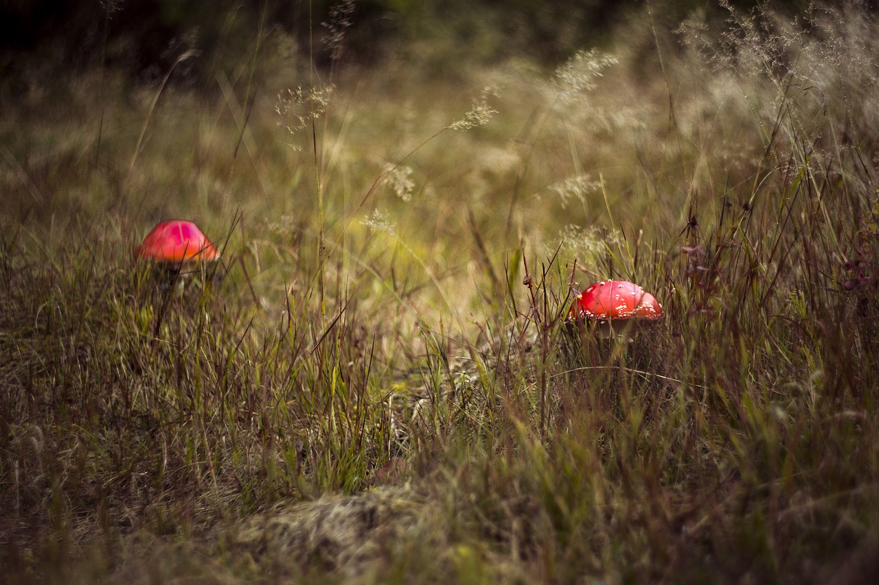 fungus  forest  day free photo