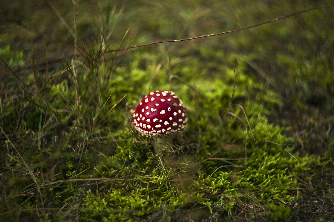 fungus  forest  day free photo