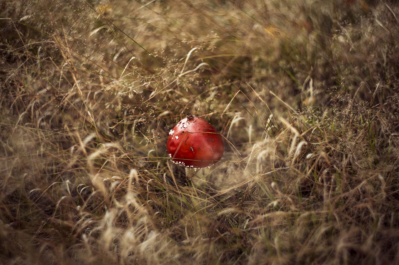 fungus  forest  day free photo