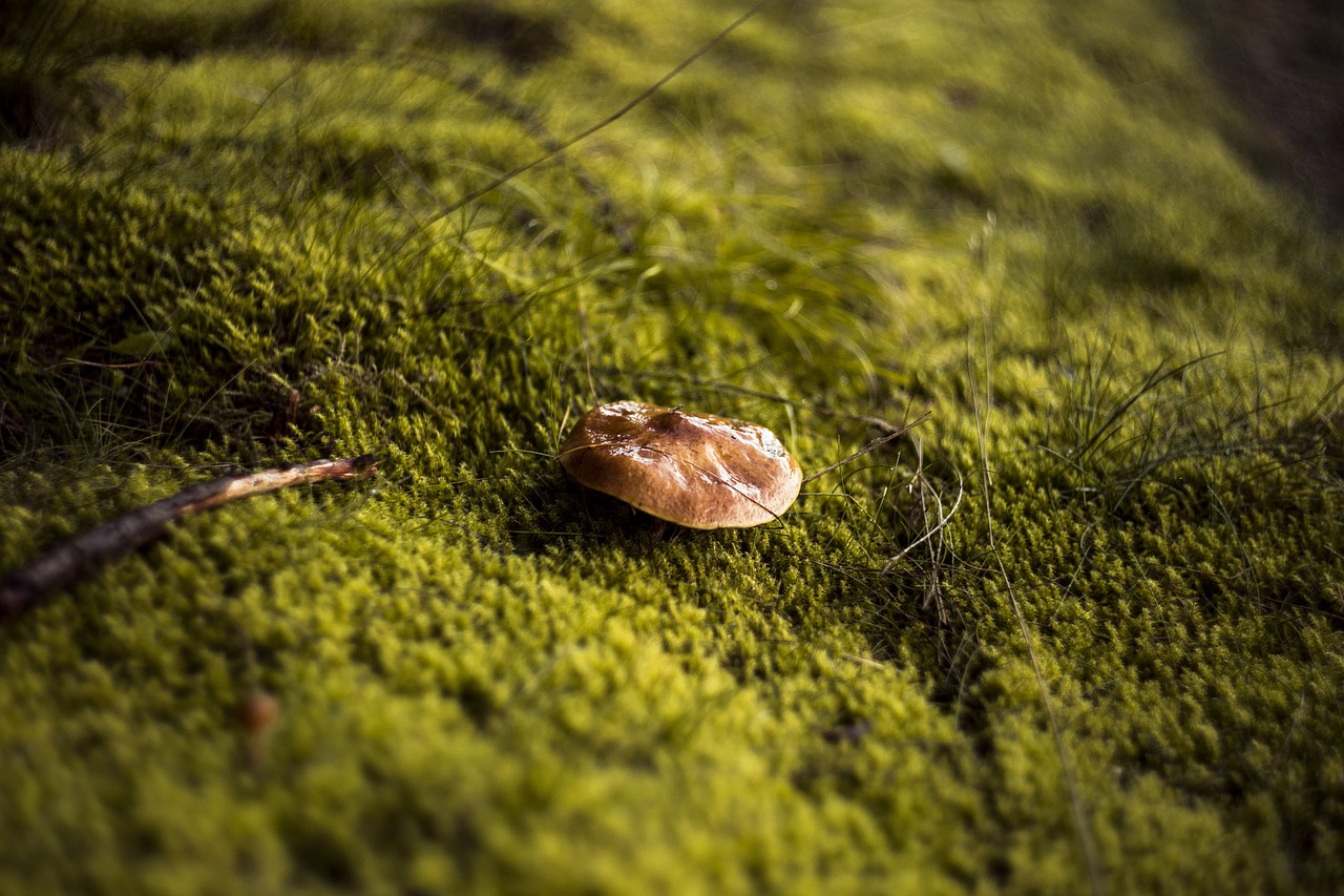 fungus  forest  day free photo