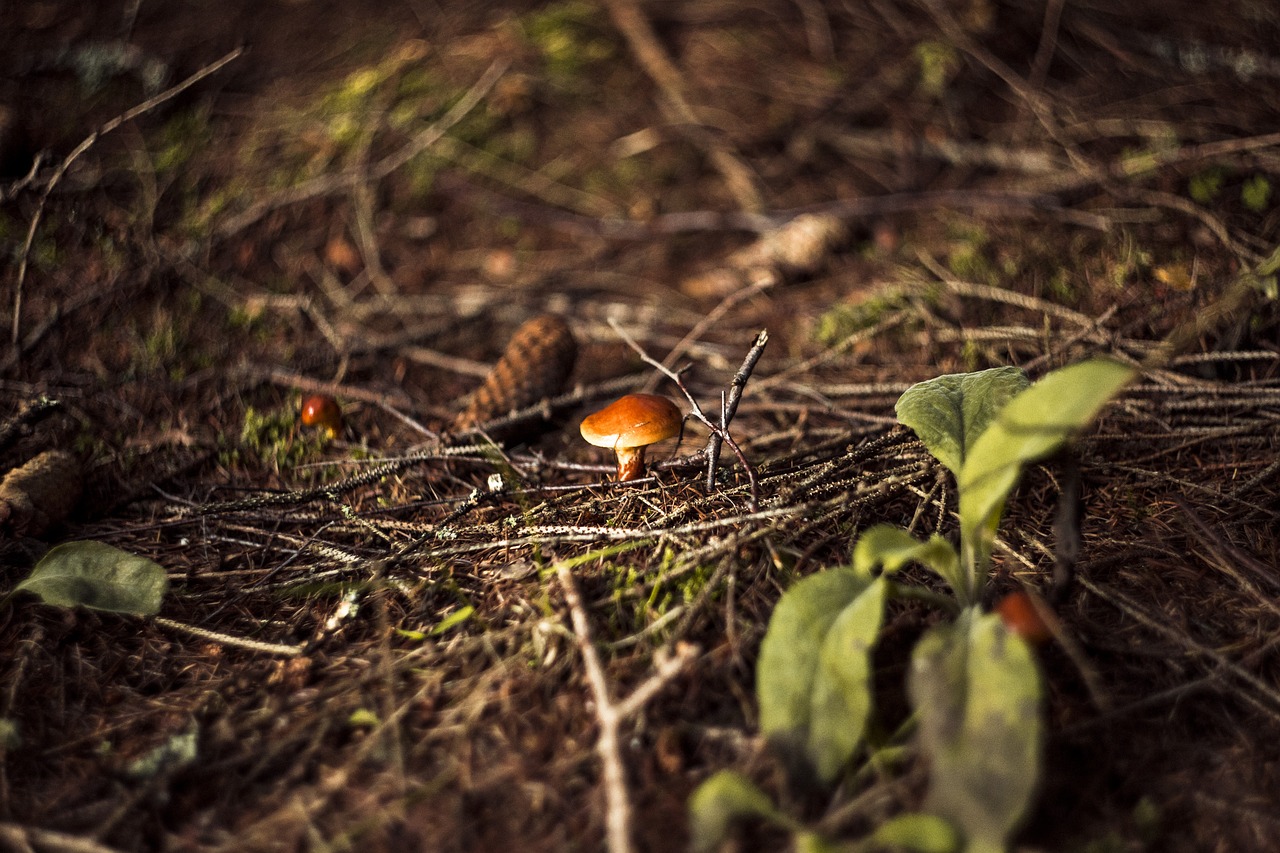 fungus  forest  day free photo