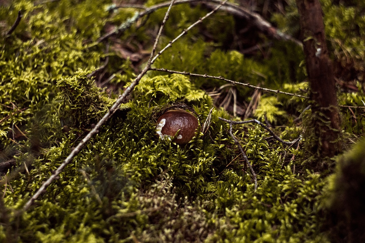 fungus  forest  day free photo