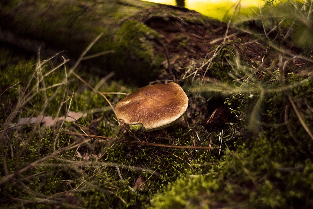 fungus  forest  day free photo