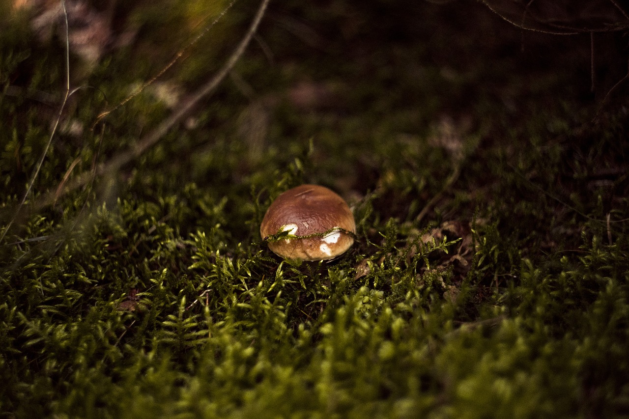 fungus  forest  day free photo