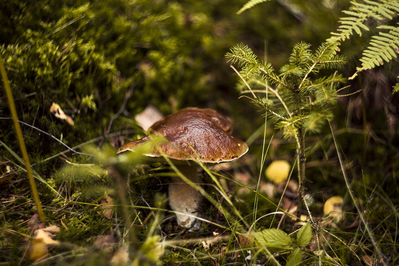 fungus  forest  day free photo