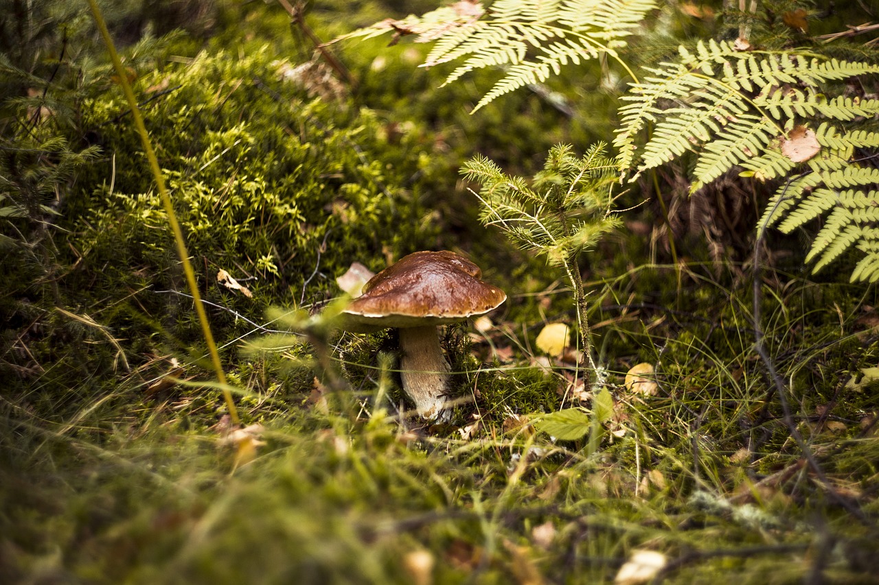 fungus  forest  day free photo