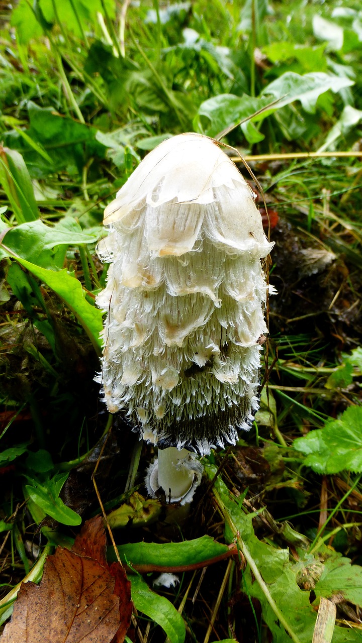 fungus  white  prairie free photo