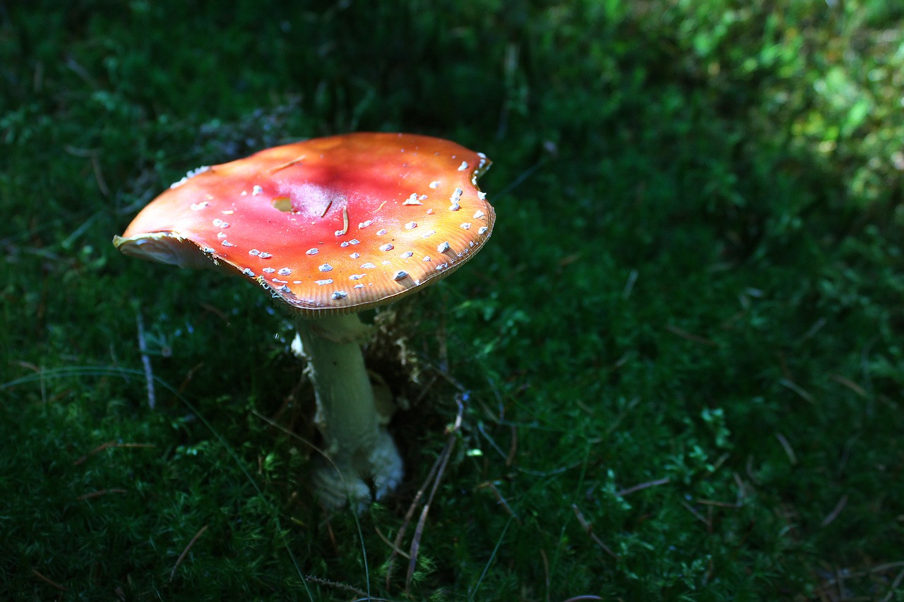 fungus  forest  toadstool free photo