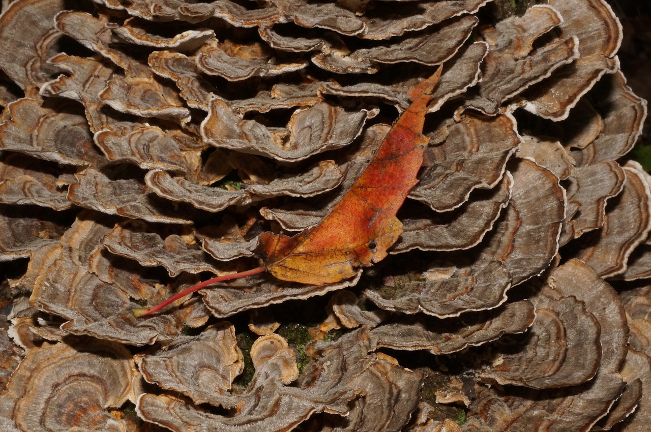 fungus  leaf  nature free photo